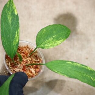 No.04/ 2023/10/18/-TGK-r050404-/Anthrium vittarifolium “Variegated“ アンスリウム ビッタリフォリウム斑入り