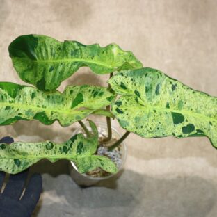 No.07/ 2023/10/18/-TGK-/ パライソヴェルデ 斑入り/Philodendron paraiso verdes ’Variegated‘