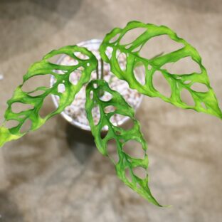No.014/ 2023/10/25/-TGK-r0306/モンステラ オブリクア ペルー/Monstera obliqua peru