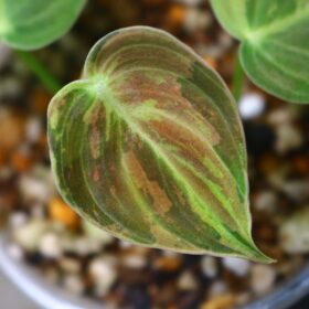 No.019/ 2023/10/25/-TGK-r040206- /Philodendron Melanochrysum “Variegated”/ フィロデンドロン メラノクリサム斑入り