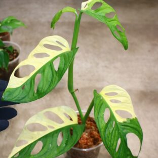 No.015/ 2023/10/12/-TGK-/マドカズラ/モンステラ アダンソニー ‘白斑入り’/Monstera adansonii ‘White Variegated‘