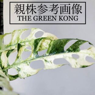 No.016/ 2023/10/25/-TGK-/-TGK-r03012-/エピプレムナムsp. ’バリ ハノマン’/Epipprenum sp. Bali ‘Hanoman Variegated’