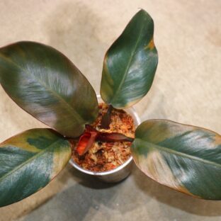 No.020/ 2023/10/25/-TGK-r50404-/Philodendron Black Cardinal ’Variegated‘/フィロデンドロン ブラック カーディナル 斑入り