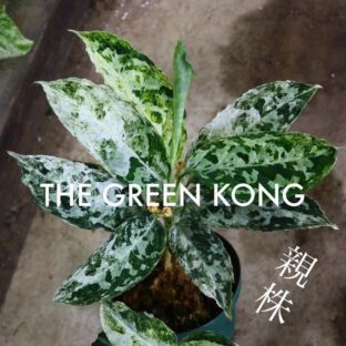 ヤフオク/No.019/希少/Aglaonema picutum ”Variegated” from Aceh Sumatra-TGK-RIIX008LH-/斑入り/アグラオネマ/TGK輸入便/ 落札日2023/11/5 (日)