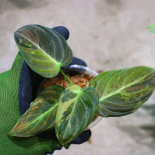 No.2/ 2024/8/8/ -TGK-r40206- /Philodendron Melanochrysum 'Variegated'/ フィロデンドロン メラノクリサム斑入り