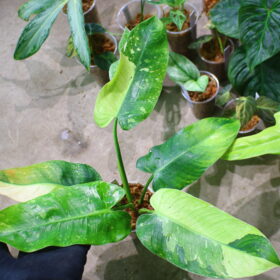 / 2024/8/8/-TGK-/フィロデンドロン ジョセヴォーノ斑入り/Philodendron ’JoseBuono Variegated‘