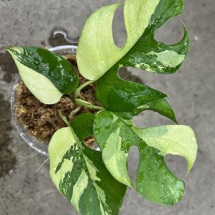 -TGK r0305u-/ラフィドフォラ テトラスペルマ“パラゴン“/Rhaphidophora tetrasperma”Paragon“from Europe