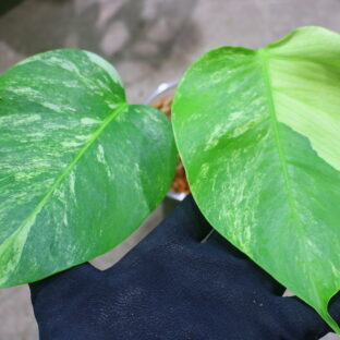 -TGK-r0307s-/Monstera deliciosa var, ’borsigana type mint‘ from Japan  国内実生増殖株管理No.2