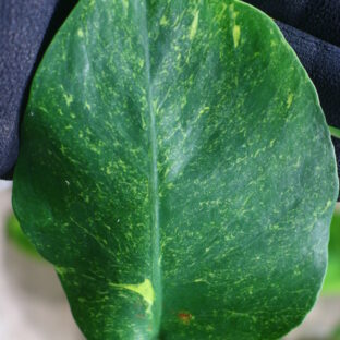 -TGK-r3012s - / Monstera deliciosa ’Mutation Yellow variegated 3 from Japan  国内実生増殖株管理No.3