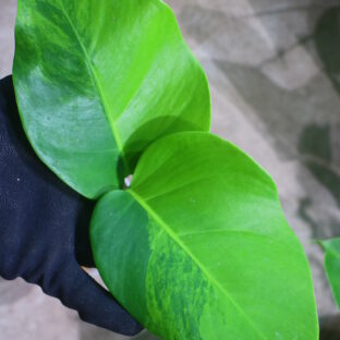 -TGK-r60402-/Monstera deliciosa var, borsigana Green on Green   / モンステラ ボルシギアナ　グリーンオングリーン