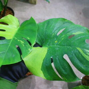 国内実生増殖株管理No.1  / Monstera deliciosa variegated from Japan (green on green type)🦍 -TGK-r3012s- 🦍