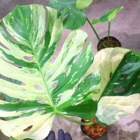 🦍 -TGK-r3012s - 🦍 / Monstera deliciosa 'Variegated 5'  from Japan 　国内実生増殖株管理No.5