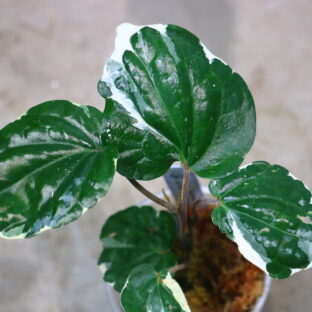 🦍 -TGK-r50404-  🦍 | Piper sp. 'Lava Variegated' / ピペル　ラヴァ　斑入り