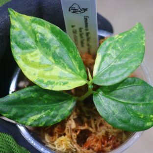 🦍 -TGK-r50404-  🦍  Elatostema sp. 'New Pink Leaf Variegated'  from South Thailand  / エラトステマ①