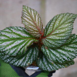 7/31まで　ベゴニア　ククラータ　斑入り（オーレア、イエロー） 🦍 -TGK-r60402- 🦍 Begonia cucullata aurea variegated