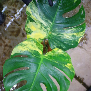 🦍 -TGK-r3012s - 🦍 / Monstera deliciosa 'Yellow Variegated 6'  from Japan 　国内実生増殖株管理No.6