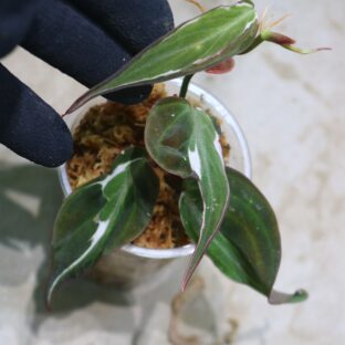 -TGK-r60402-/フィロデンドロン ミカンス '斑入りベルベットハロ'/Philodendron micans 'Variegated Velvet Halo'