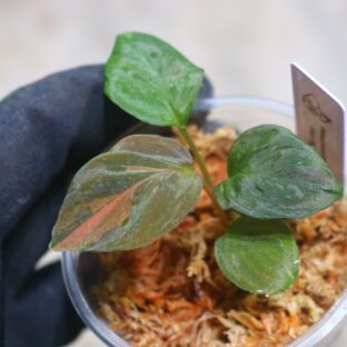 ①🦍-TGK-r60819lh- 🦍 / Homalomena humilis 'Black Velvet Variegated' from Lingga /  ホマロメナ 'ブラックベルベット斑入り'