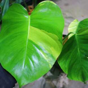 国内実生増殖株管理No.1  / Monstera deliciosa variegated from Japan (green on green type)🦍 -TGK-r3012s- 🦍