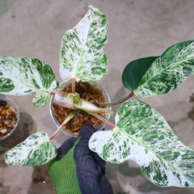 TGK-r50404-/ Philodendron Emerald Ice/ フィロデンドロン エメラルド アイス