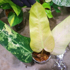 -TGK-r50404-/ Philodendron Whipple Way/ フィロデンドロン ホイップル ウェイ