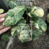 🦍-TGK-r0401219lh-🦍　ラフィドフォラ プベルラ 斑入り / Rhaphidophora puberula 'Variegated' from Sumatra - 画像 (9)