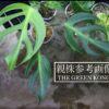 -TGK-r0306-/モンステラ モンステラ バールマルクスフレーム/Monstera burle marx's flame /dilacerata/ディラセラータ - 画像 (8)