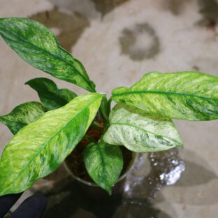 🦍-TGK-r0401219lh-🦍 ラフィドフォラ プベルラ 斑入り / Rhaphidophora puberula 'Variegated' from Sumatra