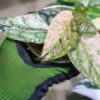 -TGK-r50404-/Piper ornatum 'Variegated'/ピペル オルナツム 斑入り - 画像 (8)