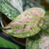 -TGK-r50404-/Piper ornatum 'Variegated'/ピペル オルナツム 斑入り - 画像 (7)