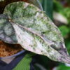 -TGK-r50404-/Piper ornatum 'Variegated'/ピペル オルナツム 斑入り - 画像 (6)