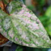 -TGK-r50404-/Piper ornatum 'Variegated'/ピペル オルナツム 斑入り - 画像 (5)