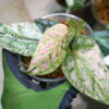 -TGK-r50404-/Piper ornatum 'Variegated'/ピペル オルナツム 斑入り - 画像 (3)