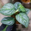 -TGK-/Philodendron sodiroi ’Variegated‘/フィロデンドロン ソディロイ 斑入り - 画像 (6)