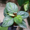 -TGK-/Philodendron sodiroi ’Variegated‘/フィロデンドロン ソディロイ 斑入り - 画像 (3)