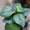 -TGK-/Philodendron sodiroi ’Variegated‘/フィロデンドロン ソディロイ 斑入り - 画像 (2)