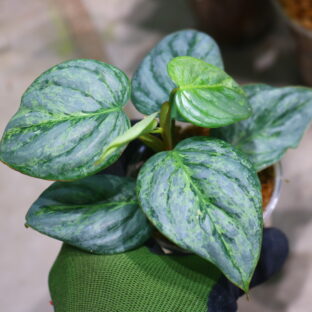 -TGK-/Philodendron sodiroi ’Variegated‘/フィロデンドロン ソディロイ 斑入り