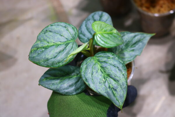 -TGK-/Philodendron sodiroi ’Variegated‘/フィロデンドロン ソディロイ 斑入り