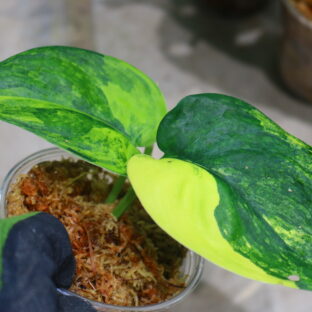 -TGK-r60402-/Scindapsus 'Jade Satin Aurea Variegated' / スキンダプサス ‘ジェイドサテン オーレア斑入り