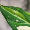 -TGK-r60402-/フィロデンドロン グロリオーサム 'トリコロール 斑入り' / Philodendron gloriosum Tricolor variegated - 画像 (8)