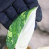 -TGK-r60402-/フィロデンドロン グロリオーサム 'トリコロール 斑入り' / Philodendron gloriosum Tricolor variegated - 画像 (5)