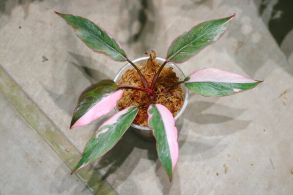 -TGK-r60402-/Philodendron Pink Princess 'Mutation'  /  フィロデンドロン ピンクプリンセス ミューテーション