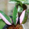 -TGK-r60402-/Philodendron Pink Princess 'Mutation'  /  フィロデンドロン ピンクプリンセス ミューテーション - 画像 (7)