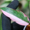 -TGK-r60402-/Philodendron Pink Princess 'Mutation'  /  フィロデンドロン ピンクプリンセス ミューテーション - 画像 (4)