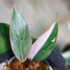 -TGK-r60402-/Philodendron Pink Princess 'Mutation'  /  フィロデンドロン ピンクプリンセス ミューテーション - 画像 (3)