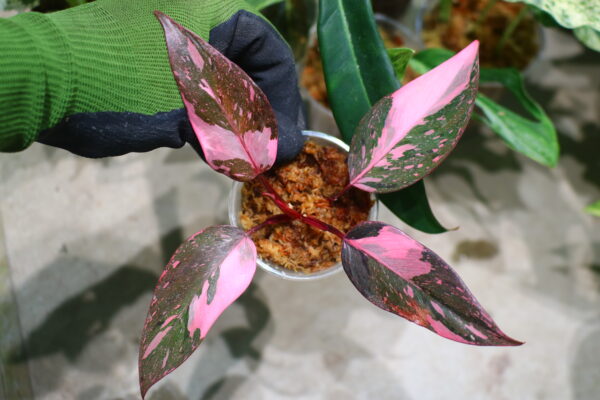 -TGK-r50404-/フィロデンドロン ピンクプリンセス ギャラクシー/Philodendron 'Pink Princess Galaxy'