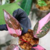 -TGK-r50404-/フィロデンドロン ピンクプリンセス ギャラクシー/Philodendron 'Pink Princess Galaxy' - 画像 (8)