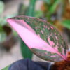 -TGK-r50404-/フィロデンドロン ピンクプリンセス ギャラクシー/Philodendron 'Pink Princess Galaxy' - 画像 (6)