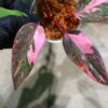 -TGK-r50404-/フィロデンドロン ピンクプリンセス ギャラクシー/Philodendron 'Pink Princess Galaxy' - 画像 (5)