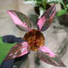 -TGK-r50404-/フィロデンドロン ピンクプリンセス ギャラクシー/Philodendron 'Pink Princess Galaxy' - 画像 (4)